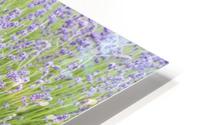 Lavender plants 2 HD Metal print