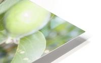 Pears 2 HD Metal print