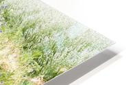 Lavender plants 1 HD Metal print