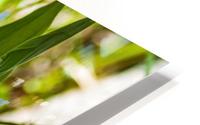 Arctic Grass 2 HD Metal print