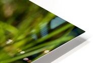 Arctic Grass 1 HD Metal print