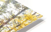 Eagle Nest Trail HD Metal print