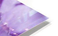 Purple Carnation HD Metal print