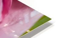 Pink Rose HD Metal print