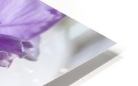 Purple Carnation 1 HD Metal print