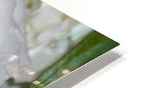 White Rose 2 HD Metal print