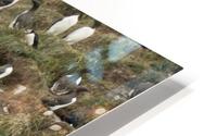 Murre colony 3 HD Metal print