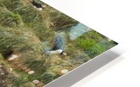 Atlantic Puffins 6 HD Metal print
