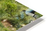 Atlantic Puffins 5 HD Metal print