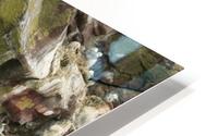 A murre colony 2 HD Metal print