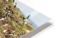 Puffins being puffins HD Metal print