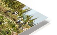 Puffins being puffins 2 HD Metal print