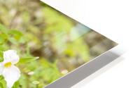 Trillium Woods 13 HD Metal print