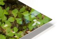 Trillium Woods11 HD Metal print