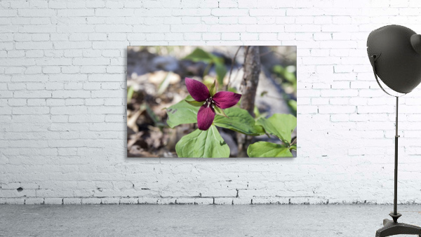 Red Trillium 2 Wall Preview