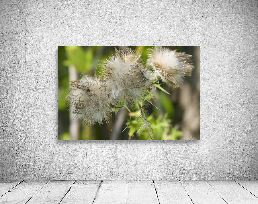 Canada Thistle Bloom 2 Wall Preview