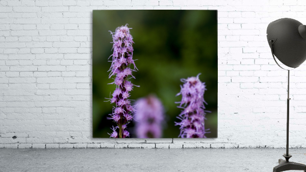 Purple Liatrus 2 Wall Preview