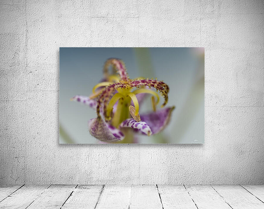 Toad Lily 5 Wall Preview