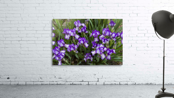 Purple Bearded Iris 3 Wall Preview