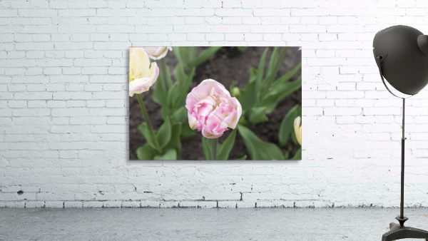 Pink Frilly Tulip Wall Preview