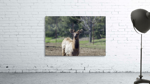 Elk Portrait 3 Wall Preview