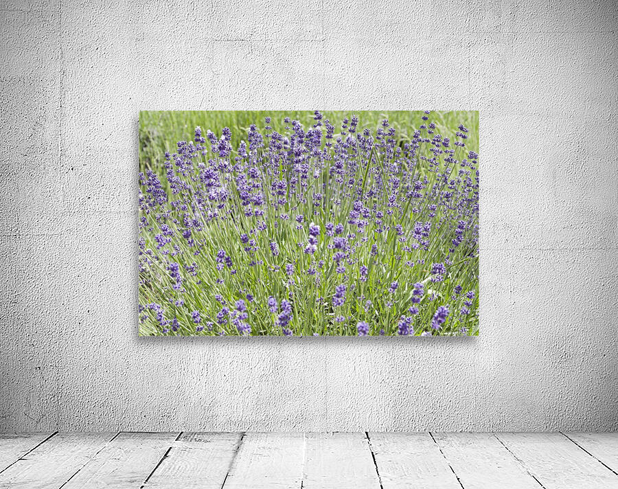 Lavender plants 7 Wall Preview