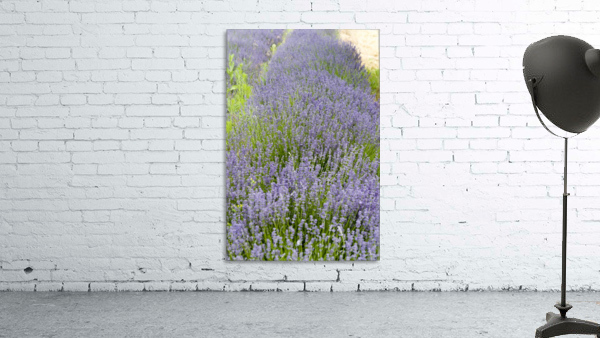 Lavender plants 7 Wall Preview