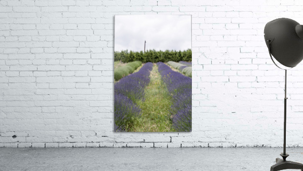 Lavender plants 6 Wall Preview