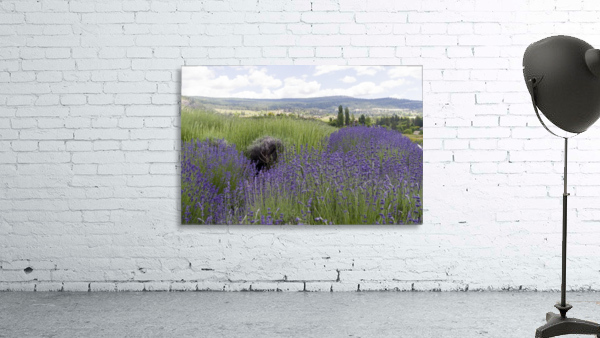 Lavender plants 5 Wall Preview