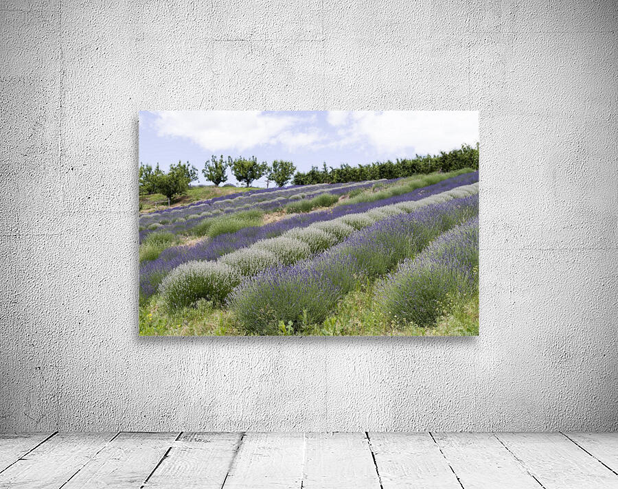Lavender plants 4 Wall Preview