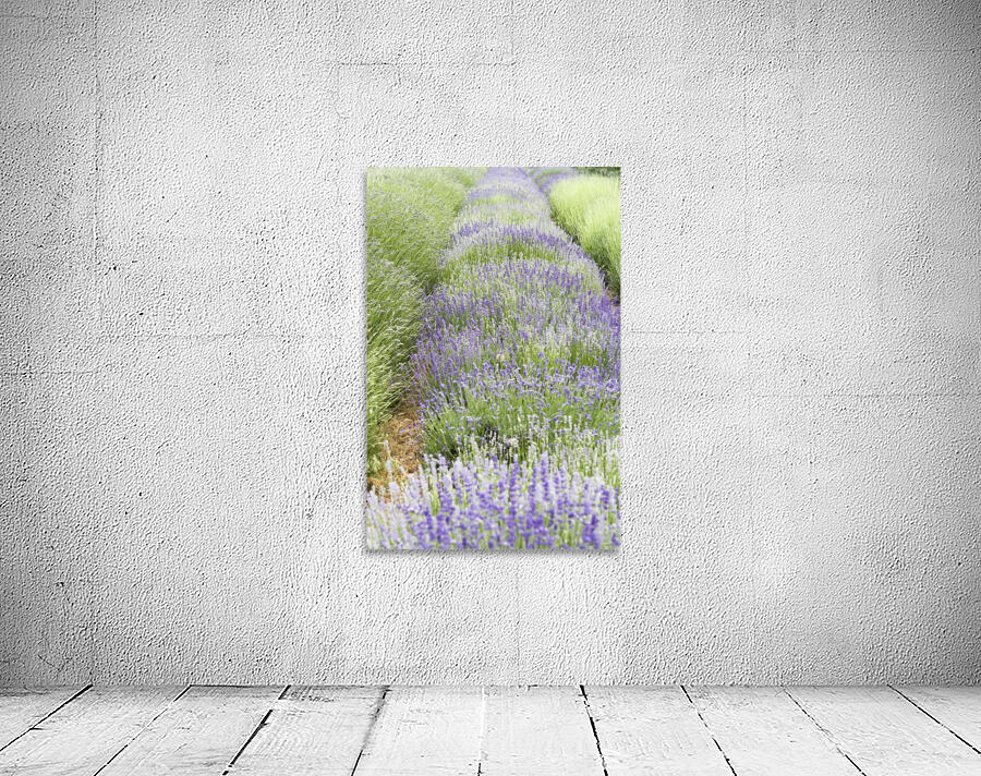 Lavender plants Wall Preview