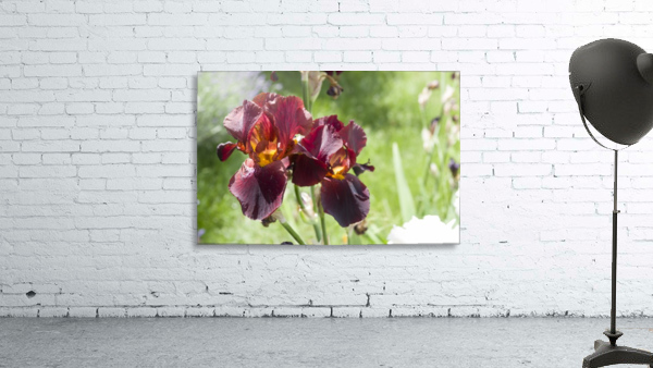 Rusty red coloured bearded iris Wall Preview