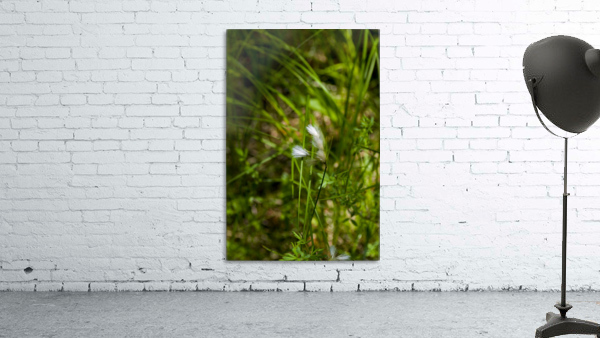 Arctic Grass 1 Wall Preview