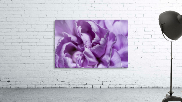 Purple Carnation Wall Preview