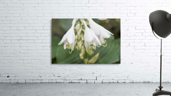 Hosta Flower Cluster 2 Wall Preview