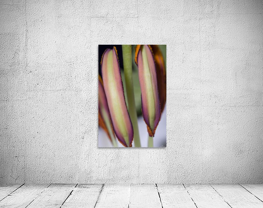 Lily Stamen Macro Wall Preview