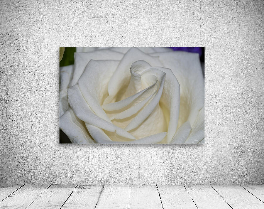 White Rose 1 Wall Preview