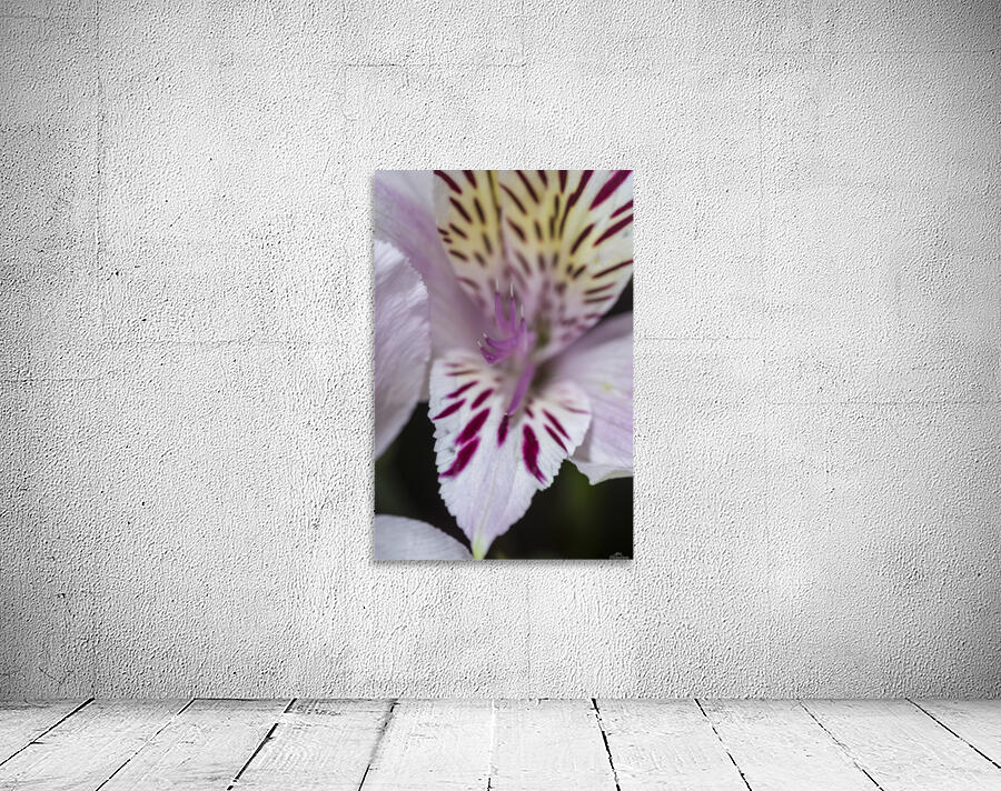 Freesia Close-up Wall Preview