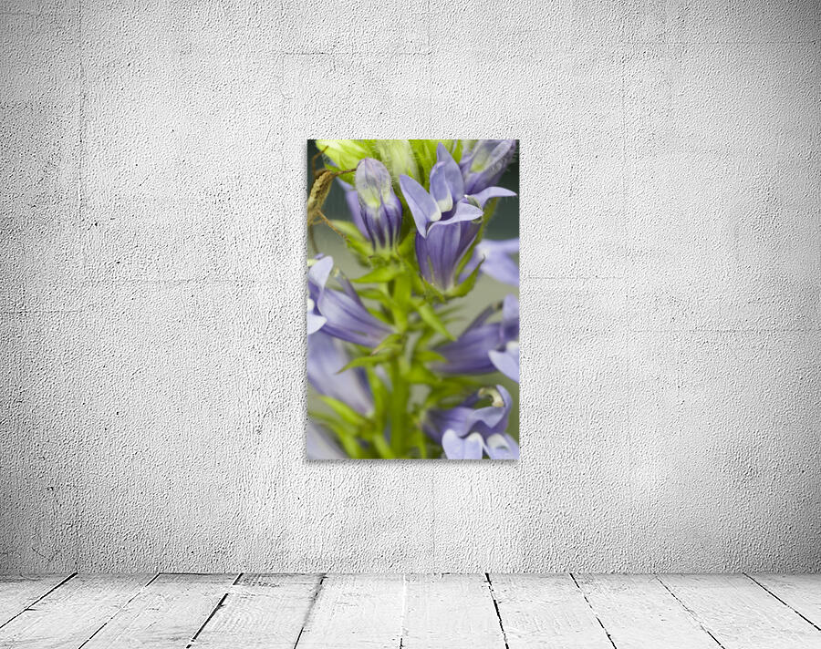 Veronica Plant 3 Wall Preview