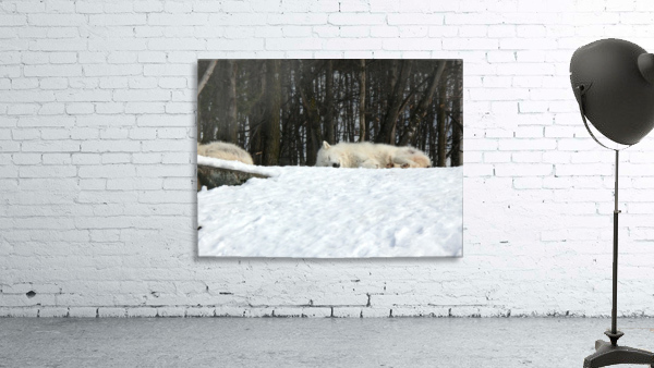 Napping Arctic wolves Wall Preview