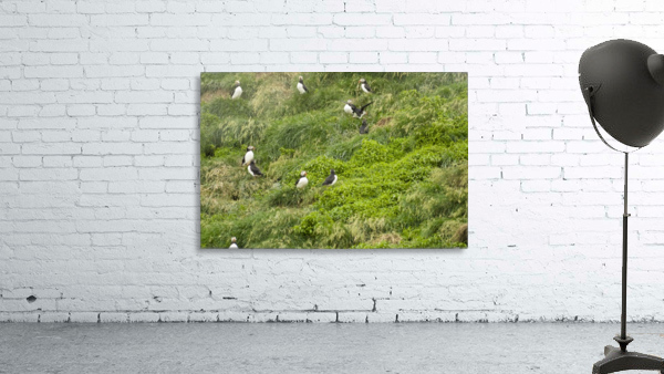 Atlantic Puffins 11 Wall Preview