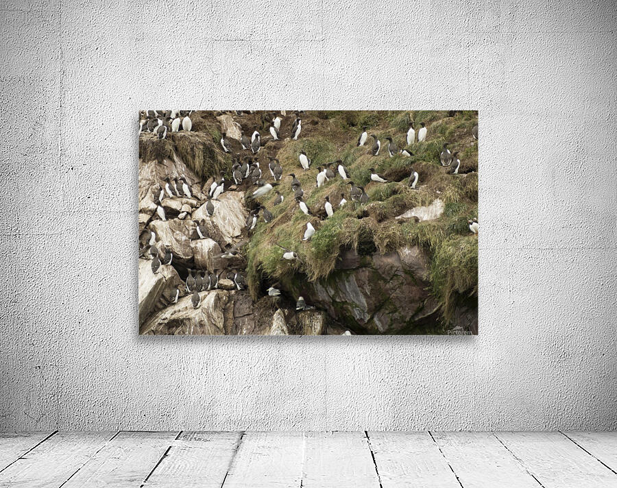 Murre colony 3 Wall Preview