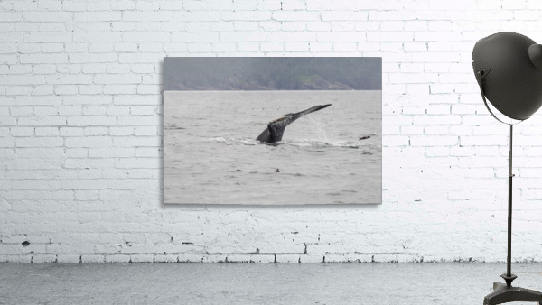 A humback whale murre and a puffin Wall Preview