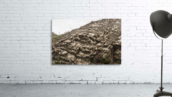 A murre colony Wall Preview