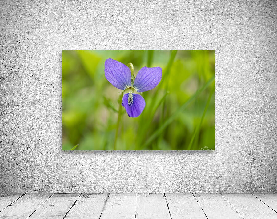Wild Violet 1 Wall Preview