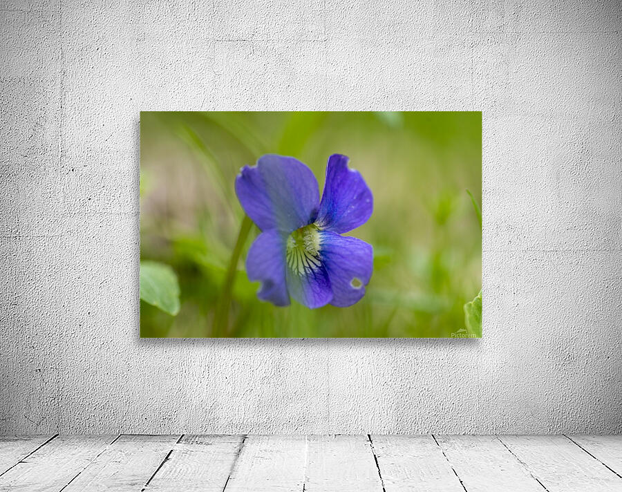 Wild Violet Wall Preview
