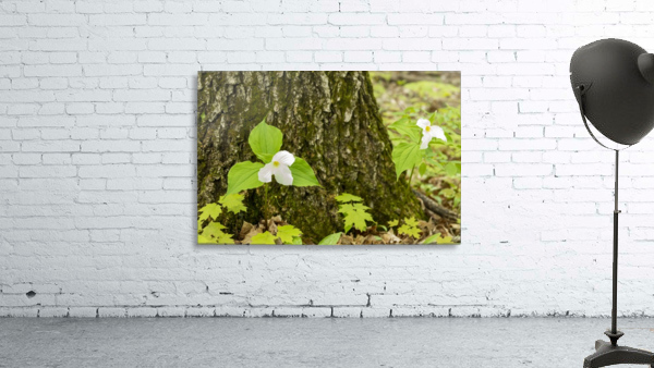 Trillium Woods 13 Wall Preview