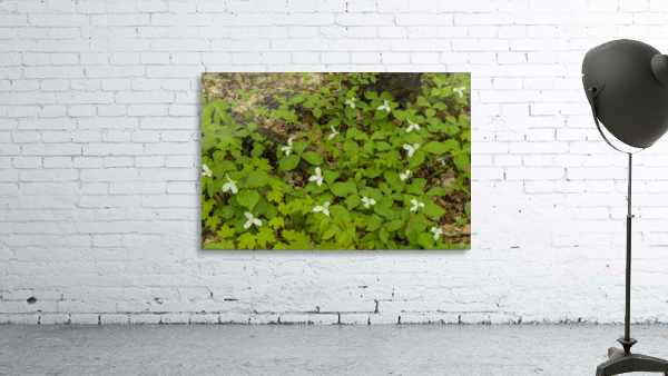 Trillium Woods11 Wall Preview