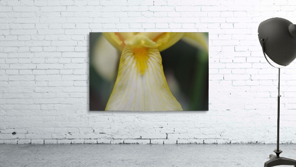 Yellow Bearded Iris 8 Wall Preview