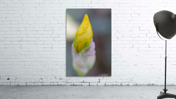 Yellow Bearded Iris 12 Wall Preview